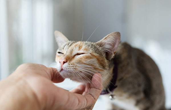 撸猫有风险！大马公共卫生提醒：警惕猫跳蚤对人类的三大危害！